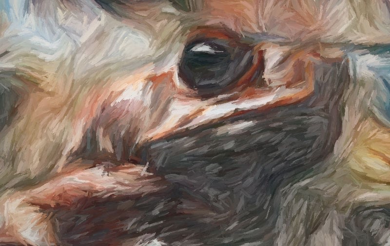 Impressionist painting - cane toad